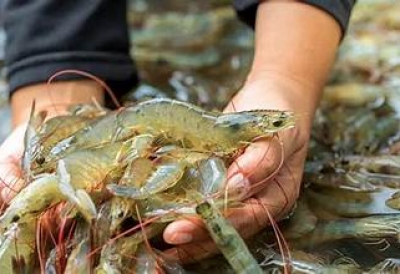 PHÓ THỦ TƯỚNG CHÍNH PHỦ CHỈ ĐẠO THÁO GỠ RÀO CẢN, KHƠI THÔNG NGUỒN LỰC CHO DOANH NGHIỆP THỦY SẢN BỨT PHÁ