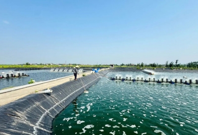 Tăng cường an toàn sinh học trong vùng nuôi tôm