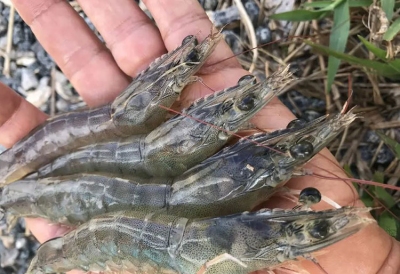 SIẾT CHẶT QUẢN LÝ THUỐC THÚ Y THỦY SẢN – NỀN TẢNG CHO NGÀNH THỦY SẢN PHÁT TRIỂN BỀN VỮNG