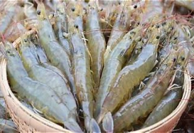 4 NGUYÊN NHÂN CHÍNH GÂY CHẾT SỚM Ở TÔM – GIẢI PHÁP GIÚP NGƯỜI NUÔI GIẢM RỦI RO NGAY TỪ ĐẦU VỤ