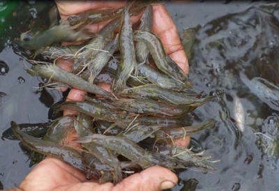 HỘI KHKT THÚ Y VIỆT NAM KIẾN NGHỊ THÁO GỠ VƯỚNG MẮC TRONG QUẢN LÝ SẢN PHẨM THỦY SẢN