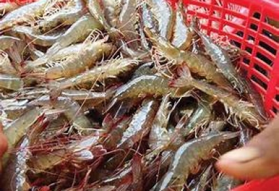 GIÁ TÔM NGÀY 15/10/2026: THỊ TRƯỜNG BIẾN ĐỘNG TRÁI CHIỀU, TÔM SÚ CỠ 25 ĐẠT 115.000 ĐỒNG/KG