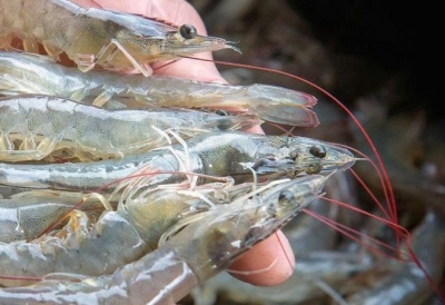 DINH DƯỠNG CHO TÔM GIAI ĐOẠN LỘT XÁC: BÍ QUYẾT GIÚP TÔM CỨNG VỎ NHANH, HẠN CHẾ HAO HỤT