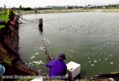 Chia sẻ kinh nghiệm nuôi tôm thẻ chân trắng hiệu quả