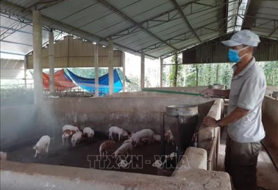 Quảng Ninh khuyến cáo không mua giống trôi nổi khi tái đàn lợn