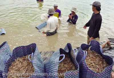 Bạc Liêu - Tăng diện tích nuôi tôm thâm canh và siêu thâm canh