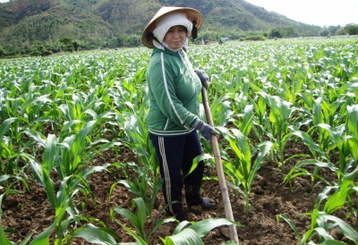 Tuy An (Phú Yên): Hơn 20 ha ngô bị sâu keo mùa thu gây hại