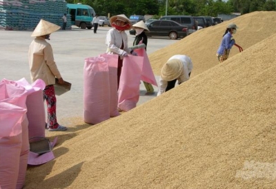 Giá gạo xuất khẩu tăng mạnh