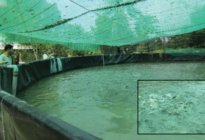 Hậu Giang: Thành công nuôi cá lóc đầu nhím bể lót bạt