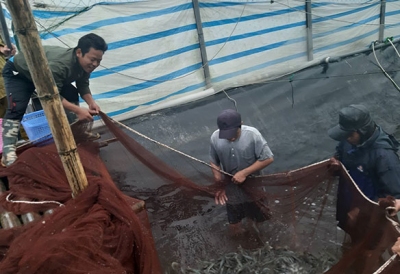 Ninh Bình: Ứng dụng khoa học kỹ thuật trong nuôi tôm thẻ chân trắng 3 vụ/năm