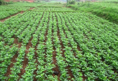 Hà Giang: Chuyển đổi đất lúa sang cây trồng cạn thích ứng với BĐKH