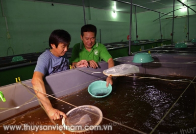 Nam Định: Sản xuất khoảng 13 tỷ con giống năm 2020