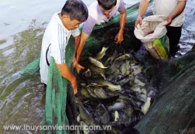 Kiểm soát sán lá gan nhỏ trong hệ thống NTTS