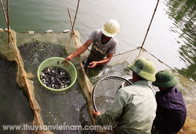 Bắc Giang: Hiệu quả nuôi cá VietGAP