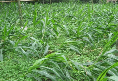 Hà Giang: Trên 50 ha hoa màu của huyện Quang Bình bị thiệt hại do giông lốc và mưa đá