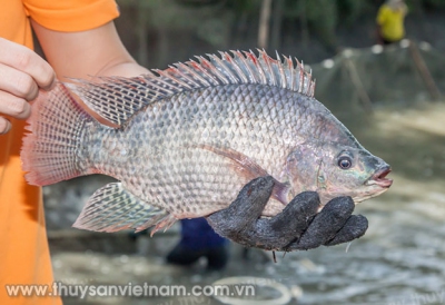 “Khơi thông” tiềm năng cá rô phi