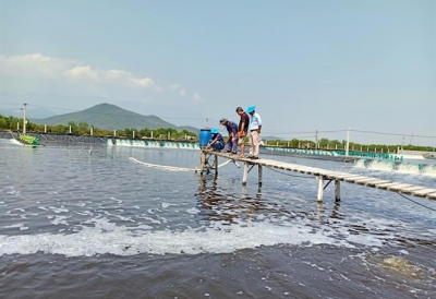 Nuôi tôm chi phí thấp, lợi nhuận cao