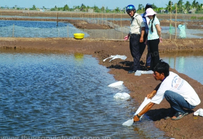 Cam kết sản xuất tôm giống chất lượng