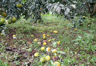 Quýt chín sắp rụng vàng vườn: Bán cũng dở mà không bán cũng ‘chết’