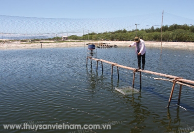 Giải pháp khắc phục khí độc trong ao tôm