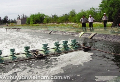 Chăm sóc đàn tôm nuôi chính vụ