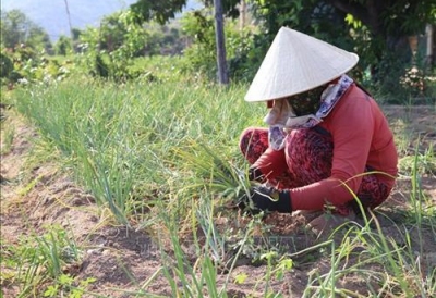 Trồng hành tím cho thu nhập cao ở Ninh Thuận