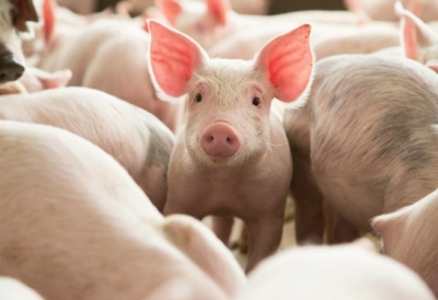 Các biện pháp chăn nuôi lợn sau dịch tả lợn Châu Phi