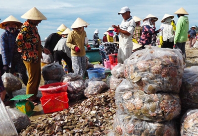 Bình Thuận: Sò điệp “được mùa, mất giá”