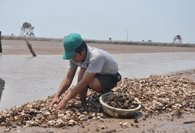 Thái Bình: Khuyến cáo không thả lại ngao giống