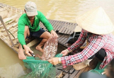 Lũ mãi không về miền Tây: Khan hiếm cá đồng, cá linh non giá đắt đỏ