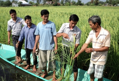 Giống lúa chủ lực cho ĐBSCL: Ưu tiên giống lúa thích ứng biến đổi khí hậu