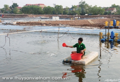 Quản lý pH hiệu quả trong ao tôm