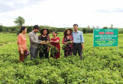 Quảng Trị: Hiệu quả nhiều mặt của mô hình trồng lạc thích ứng biến đổi khí hậu