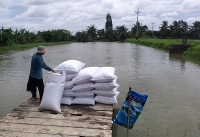 Giá cá tra tăng nhẹ