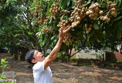 Nhãn Hà Nội từ ‘hoang dã‘ vươn ra thế giới