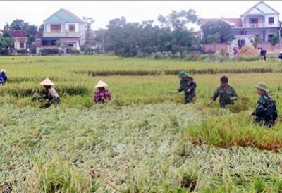 Thừa Thiên - Huế khẩn trương thu hoạch lúa Hè Thu tránh ngập úng do mưa bão