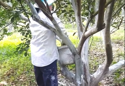 Chăm sóc cây ăn trái trong mùa mưa bão