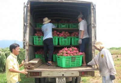 Giá thanh long tại nhà vườn vẫn ổn định