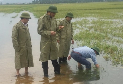 3.000 ha lúa hè thu ở Nghệ An mất trắng do mưa lũ