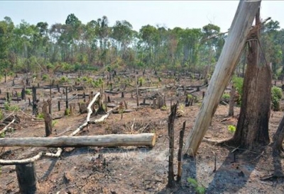 Đề nghị chuyển hồ sơ sang Công an xử lý vụ mất hơn 1.200 ha rừng ở Gia Lai