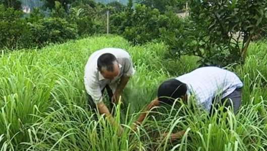 Hòa Bình: Thu nhập cao từ liên kết thâm canh cây sả