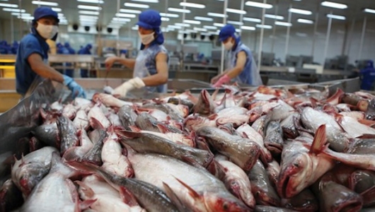 VASEP dự báo xuất khẩu cá tra giảm dịp cuối năm