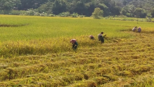 Lào Cai: Niềm vui mùa vàng bội thu