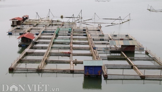 Nuôi cá lồng, suốt ngày trên sông mà dân Chiềng Bằng giàu có