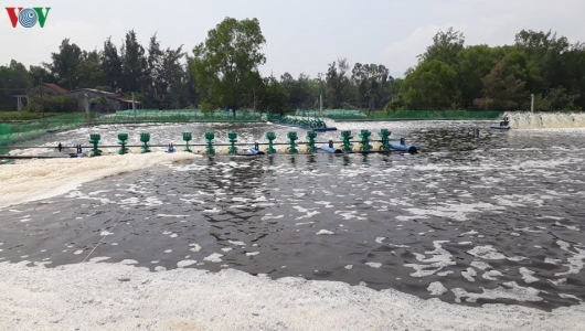 Nuôi tôm thẻ chân trắng thu lãi hàng trăm triệu đồng mỗi vụ