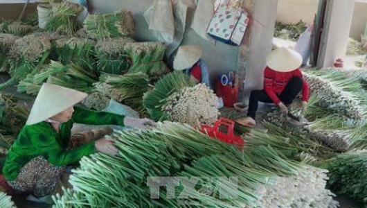 Chuyển đổi sản xuất hiệu quả trên nền đất lúa hạ lưu sông Tiền