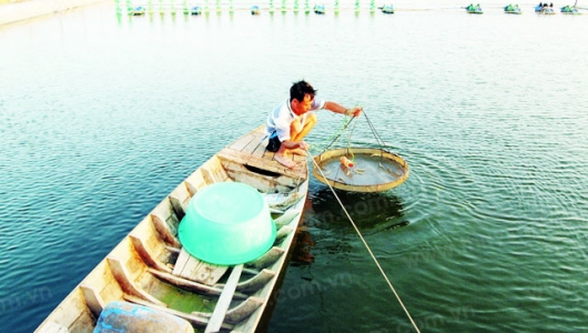 5 chiến lược hạn chế sử dụng kháng sinh nuôi tôm