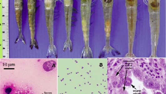 Góc chuyên gia: Phòng ngừa bệnh vi bào tử trùng (Microsporidian) gây bệnh EHP trên tôm