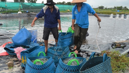 Cà Mau: Xuất khẩu tôm sang thị trường Trung Quốc tăng mạnh