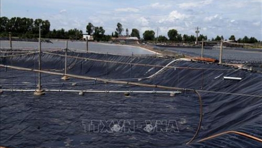 Trà Vinh đẩy mạnh nuôi tôm công nghệ cao do hiệu quả vượt mong đợi